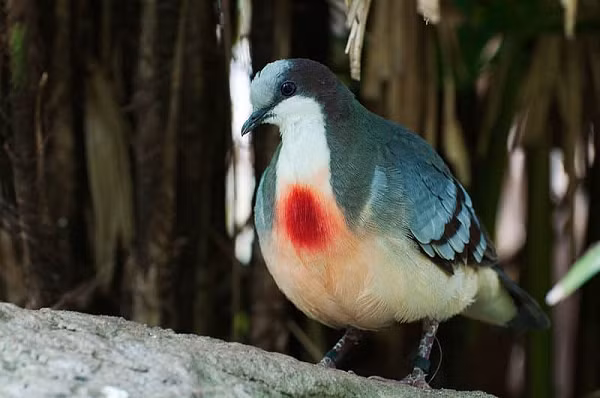 Chim bồ câu có bộ ngực rỉ máu có ngoại hình gây giật mình nhất, nhúm lông đỏ loang trước ngực của loài chim kỳ lạ này khiến người ta hoảng hốt tưởng rằng chúng vừa phải hứng chịu một viên đạn chí tử.