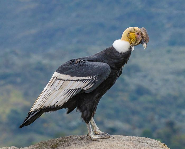 Kền kền khoang cổ (tên khoa học: Andean Condor) là một trong những loài chim ăn thịt xác thối nhất thế giới. Ngoại hình của chúng khá độc đáo với một đám lông màu trắng bao quanh phần dưới của cổ, đặc biệt rõ với con đực.