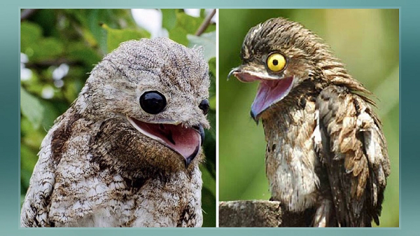 Chim potoo, tên khoa học là Nyctibius grandis là một loài chim thú vị. Theo đó, loài chim mắt trố vừa lạ vừa yêu này không giống bất kỳ một loài chim nào khác từ hình dáng đến tính cách.