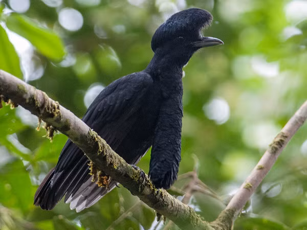 Chim Cephalopterus Penduliger là một trong những loài chim có vẻ ngoài độc đáo nhất với chiếc cổ dài hơn cả thân mình, chúng có thể được tìm thấy ở Tây Colombia và Ecuador.