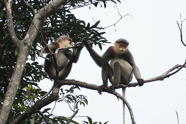 Voọc Chà vá chân xám chủ yếu sống trên cây theo đàn và hoạt động vào ban ngày. Thức ăn của loài động vật đặc hữu này bao gồm lá cây, hoa và trái cây.