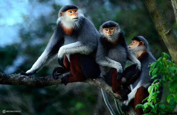 Voọc Chà vá chân xám là loài đặc hữu chỉ có ở Việt Nam, có tên khoa học là Pygathrix cinerea, phân bố tại một số tỉnh Nam trung bộ như Quảng Nam, Kontum, Bình Định. Loài này hiện chỉ còn dưới 1500 cá thể do nạn chặt phá rừng những năm qua.