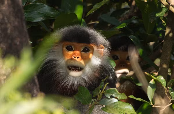 Theo nghi nhận, đây là một trong số 25 loài linh trưởng nguy cấp nhất thế giới với chỉ 800-1.000 cá thể còn sót lại, là loài động vật hiếm và có diện phân bố hẹp.