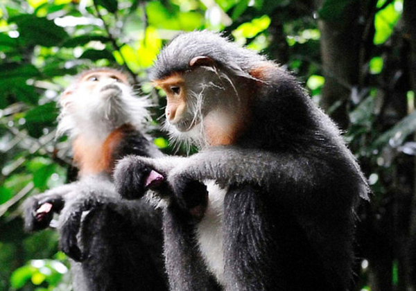 Mùa "yêu đương" của Voọc Chà vá chân xám bắt đầu giữa tháng 8 và tháng 12 trong khi mùa sinh sản thường diễn ra giữa tháng 1 và tháng 8.