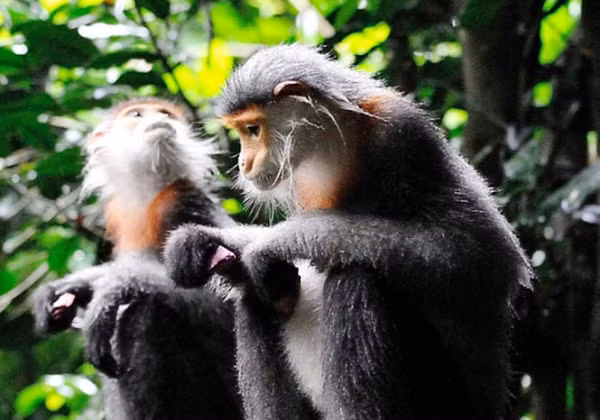 Mùa "yêu đương" của Voọc Chà vá chân xám bắt đầu giữa tháng 8 và tháng 12 trong khi mùa sinh sản thường diễn ra giữa tháng 1 và tháng 8.