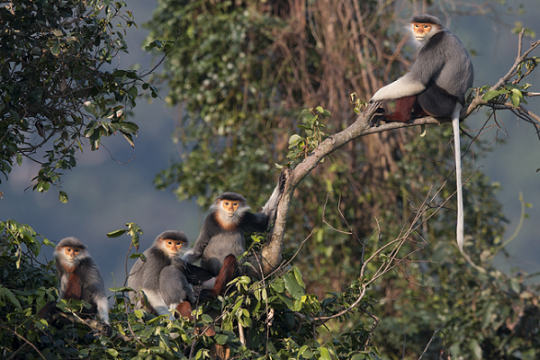 Hiện Chà vá chân xám nằm trong danh sách các loài cực kỳ nguy cấp trong sách đỏ của IUCN.