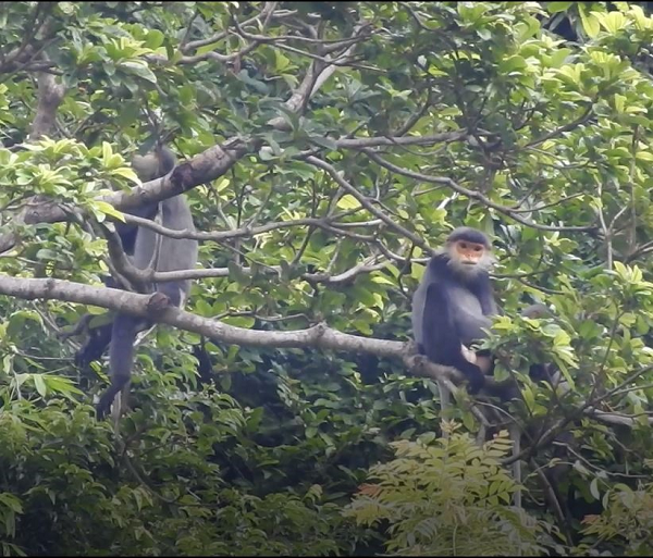 Biểu hiện khuôn mặt cũng được thể hiện rõ trong giai đoạn chọn bạn tình. Con đực sẽ nhìn về phía con cái để cho thấy rằng chúng sẵn sàng giao phối.