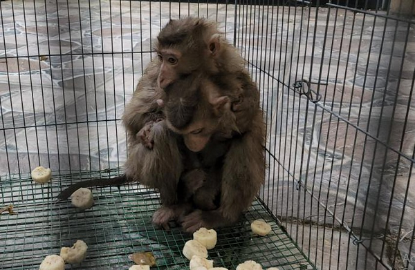 Vì lo sợ gây mất an toàn cho người dân ở đây và chính những con khỉ này nên gia đình bà Chính đã dụ khỉ vào chuồng rộng khoảng 8m2 để giật dây, đóng cửa bắt.