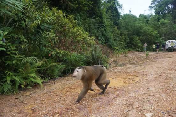 Khỉ đuôi lợn sống thành đàn từ 10 - 12 con, có đàn tới 40 con hoặc nhiều hơn nữa.