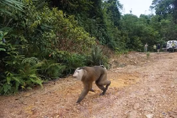 Khỉ đuôi lợn sống thành đàn từ 10 - 12 con, có đàn tới 40 con hoặc nhiều hơn nữa.