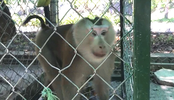 Khỉ đuôi lợn là loài động vật rừng nguy cấp, quý, hiếm thuộc nhóm IIB theo quy định tại Nghị định 32/2006/NĐ-CP của Chính phủ quy định về Quản lý thực vật rừng, động vật rừng nguy cấp, quý, hiếm.