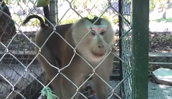 Khỉ đuôi lợn là loài động vật rừng nguy cấp, quý, hiếm thuộc nhóm IIB theo quy định tại Nghị định 32/2006/NĐ-CP của Chính phủ quy định về Quản lý thực vật rừng, động vật rừng nguy cấp, quý, hiếm.