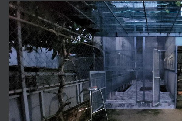 Nhận được thông tin, lực lượng kiểm lâm đã đến nhà bà Chính, tiếp nhận hai con khỉ về Trạm cứu hộ động vật hoang dã Củ Chi chăm sóc trước khi thả về tự nhiên. Chúng được xác nhận là khỉ đuôi lợn cái.