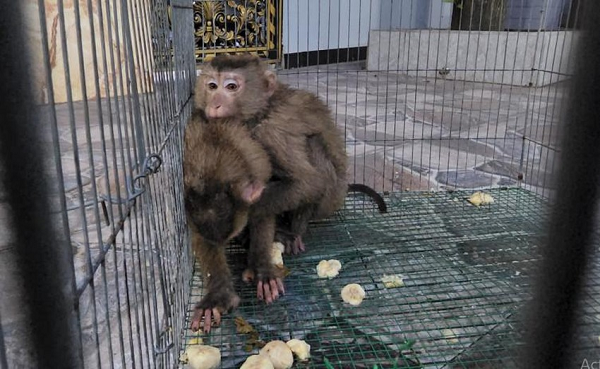 Hai con khỉ quý hiếm được gia đình bà Phạm Thị Chính (ngụ xã Trung Chánh, huyện Hóc Môn, TP.HCM) bắt được trong vườn nhà là thủ phạm của một loạt hành động quậy phá như bẻ trái xoài, khế, đập bóng đèn hay bứt dây điện.