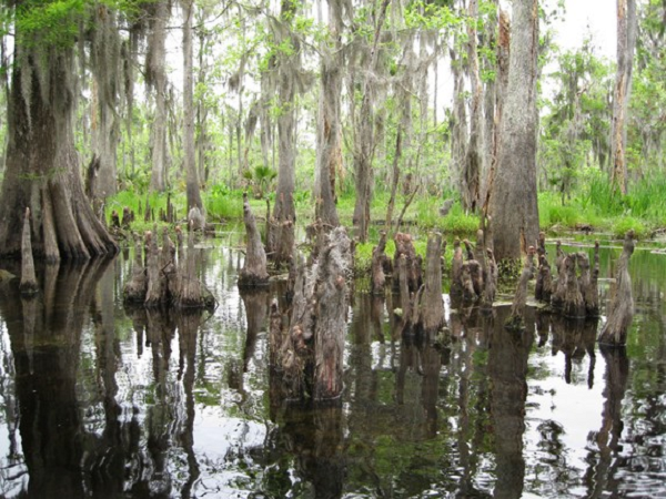 Đầm lầy Manchac còn được biết đến với cái tên đầm lầy ma. Nó gắn liền với truyền thuyết về một lời nguyền thần bí từ những năm 1920. Có tới 3 ngôi làng cùng nhiều người dân sống trong vùng của đầm lầy ma đã biến mất một cách bí ẩn sau một cơn bão.
