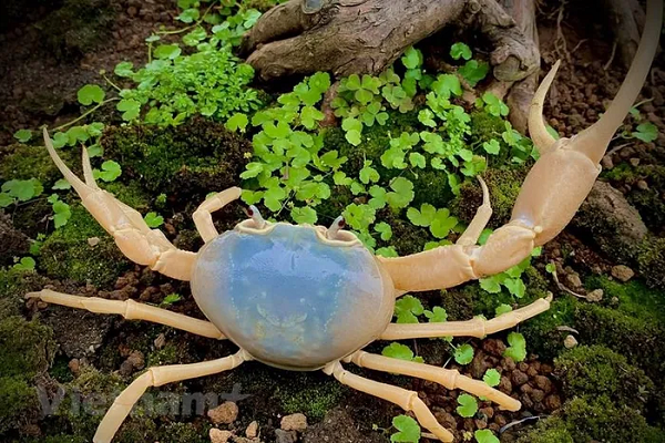 Theo chia sẻ của người có kinh nghiệm nuôi cua kiểng, kích thước và chi phí của cua kiểng được đo theo chiều ngang của mai, từ 3 đến 7cm, mức giá dao động từ vài chục đến vài trăm nghìn đồng. (Nguồn ảnh: Hoài Nam/Vietnam+)