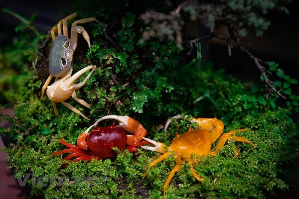 Một lưu ý khi nuôi cua kiểng là khi chúng lột xác, mực nước phải ngập 100% chiều cao cơ thể. Có thể cho cua ăn thức ăn cho rùa, thức ăn cho cá, tôm khô, tôm sống, gián, cá sống ... (Nguồn ảnh: Hoài Nam/Vietnam+)
