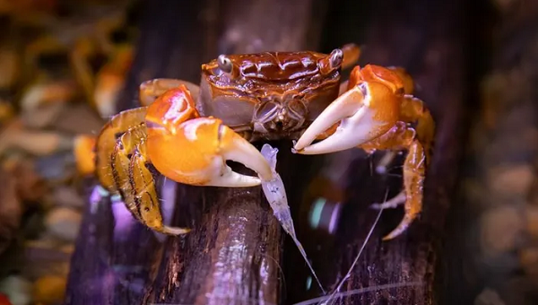 Một trong những lý do khiến ngày càng nhiều người chơi cua cảnh là giá thành rẻ, con vật khỏe, dễ chăm sóc và không hay mắc bệnh, người ít kinh nghiệm vẫn có thể nuôi. (Nguồn ảnh: Hoài Nam/Vietnam+)