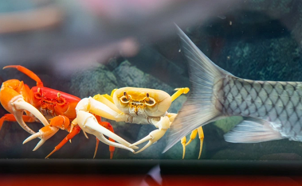 Giống như tôm, màu sắc của cua Hainanpotamon cũng rất đa dạng. Màu của chúng có thể là nâu, nâu nhạt, cam, vàng, xanh lá cây, đỏ, xanh lam, xanh táo và xanh da trời. (Nguồn ảnh: Dân Trí)