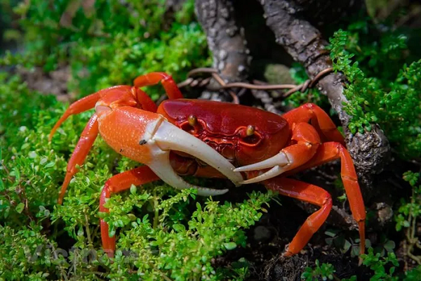 Cua Hainanpotamon là loài ăn thịt và rất hung dữ. Chúng có thể dễ dàng giết tôm càng, cá nhỏ và các loài cua nước ngọt khác khi chúng bị bỏ đói. Tuy nhiên nếu được cung cấp đủ thức ăn cua sẽ không ăn hay gây hại cá trong bể. (Nguồn ảnh: Hoài Nam/Vietnam+)