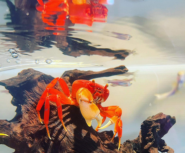 Hiện nay trên thị trường, giá cua kiểng size 3cm giá 80.000 đồng, size 4cm là 120.000 đồng, size 5cm là 180.000 đồng, size 6cm là 200.000 đồng và size 7cm là 350.000 đồng. (Nguồn ảnh: Cua Kiểng Shop)