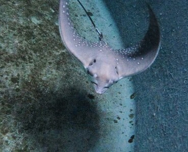 Không giống như hầu hết các loài cá, chúng có răng. Mặc dù là sinh vật có sụn, nhưng lại có hàm răng đủ khỏe để nghiền nát vỏ nhuyễn thể, và hàm của chúng được tạo thành từ nhiều lớp sụn vôi hóa để giữ cho chúng nhẹ nhưng bền.