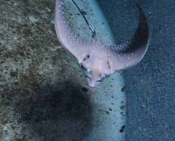 Không giống như hầu hết các loài cá, chúng có răng. Mặc dù là sinh vật có sụn, nhưng lại có hàm răng đủ khỏe để nghiền nát vỏ nhuyễn thể, và hàm của chúng được tạo thành từ nhiều lớp sụn vôi hóa để giữ cho chúng nhẹ nhưng bền.