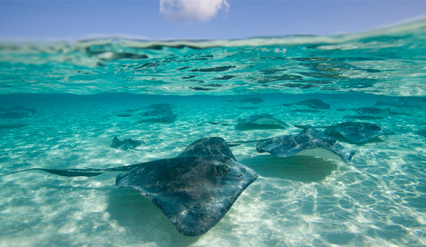 Nguy hiểm hơn, những chiếc gai độc đó vẫn có thể gây tử vong ngay cả khi con cá đuối đó đã chết. Trong thần thoại Hy Lạp, Odysseus, vị vua vĩ đại của Ithaca, đã bị giết chết bởi chính con trai ông – Telegonus, người đã đâm ông bằng một cây giáo có tẩm nọc độc của gai cá đuối.