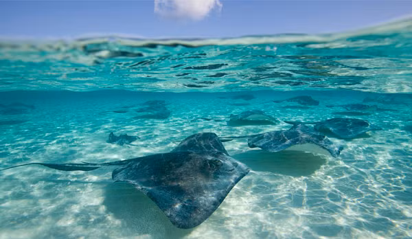 Nguy hiểm hơn, những chiếc gai độc đó vẫn có thể gây tử vong ngay cả khi con cá đuối đó đã chết. Trong thần thoại Hy Lạp, Odysseus, vị vua vĩ đại của Ithaca, đã bị giết chết bởi chính con trai ông – Telegonus, người đã đâm ông bằng một cây giáo có tẩm nọc độc của gai cá đuối.