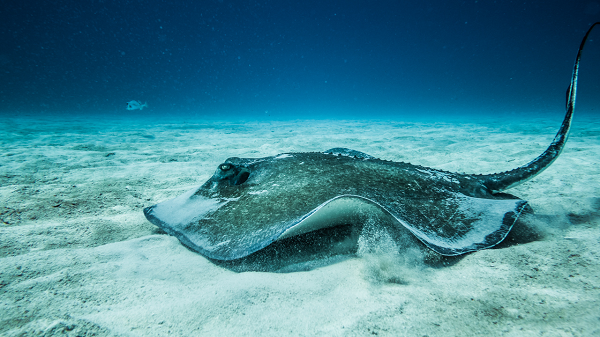 Cá đuối có quan hệ họ hàng gần với cá mập và tương tự như một số loài cá mập. Ví dụ, chúng không có xương và thay vào đó được tạo thành từ sụn – mũi và tai của chúng ta cũng giống như vậy.
