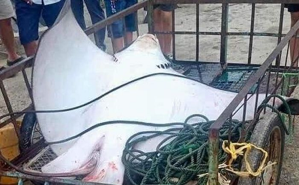 Ngày 4/7, anh Phạm Văn Trọng (49 tuổi, trú thôn Bãi Hương, xã Tân Hiếp) đã bắt được 1 con cá đuối khủng có chiều dài 2 mét, nặng 80 kg ở khu vực biển Bãi Hương.