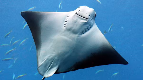 Cá đuối thường được tìm thấy ở những vùng nước nông ven biển của những khu vực ôn đới. Chúng hầu như không hoạt động nhiều mà dành phần lớn thời gian chôn mình dưới cát, và thường di chuyển cùng với dòng chảy của thủy triều.