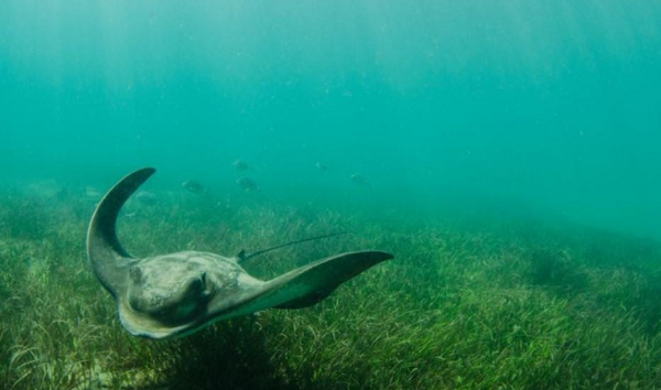 Một đặc điểm chung khác giữa cá đuối và cá mập là cả hai loài đã tồn tại trong bao lâu. Các ghi chép hóa thạch của chúng có niên đại từ kỷ Jura – 150 triệu năm trước. Rất may, răng và vảy của chúng đã hóa thạch, nếu không chúng ta sẽ không có hồ sơ về việc chúng đã tồn tại trong bao lâu, vì sụn không hóa thạch.