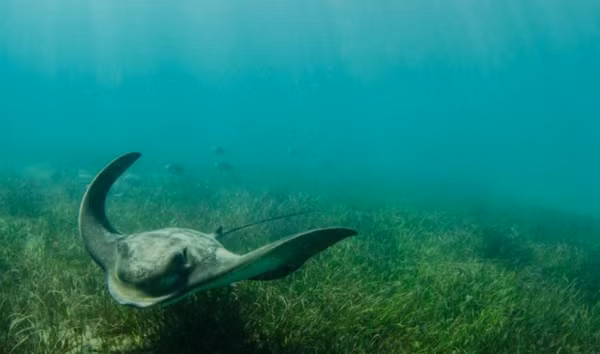 Một đặc điểm chung khác giữa cá đuối và cá mập là cả hai loài đã tồn tại trong bao lâu. Các ghi chép hóa thạch của chúng có niên đại từ kỷ Jura – 150 triệu năm trước. Rất may, răng và vảy của chúng đã hóa thạch, nếu không chúng ta sẽ không có hồ sơ về việc chúng đã tồn tại trong bao lâu, vì sụn không hóa thạch.