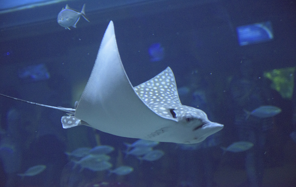 Màu sắc của cá đuối thường phản chiếu lại màu của đáy biển, chính vì vậy, đây cũng là một lớp ngụy trang hoàn hảo che giấu chúng khỏi những con cá mập ăn thịt và một số loài cá đuối to lớn hơn.