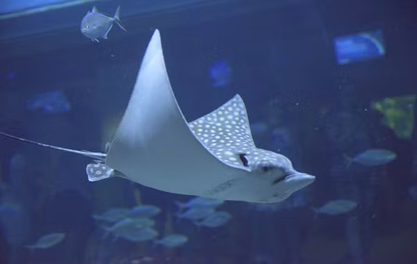 Màu sắc của cá đuối thường phản chiếu lại màu của đáy biển, chính vì vậy, đây cũng là một lớp ngụy trang hoàn hảo che giấu chúng khỏi những con cá mập ăn thịt và một số loài cá đuối to lớn hơn.