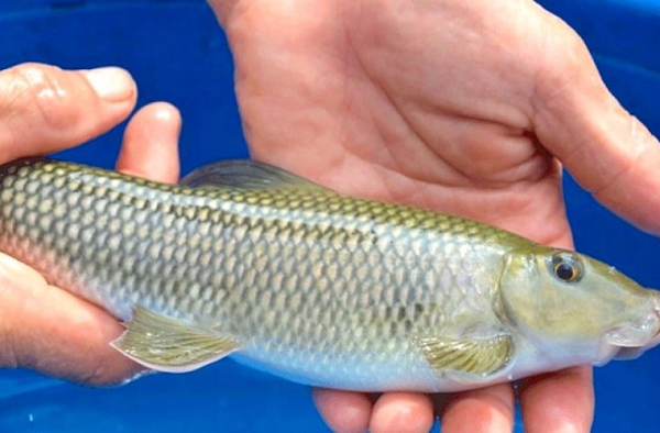 Cá anh vũ được chia thành 3 loài: loài 1 là cá anh vũ Phú Thọ (nặng 1kg), loài 2 là cá anh vũ Tây Nguyên (nặng 2kg) và loài 3 là cá anh vũ đầu vàng (còn gọi là cá Hoàng Anh Vũ, trông như cá La Hán). Cá có thân dày, dài tròn và thuôn dần về phía đuôi, không có râu, khá giống với cá Trắm, cá Trôi ở đồng bằng