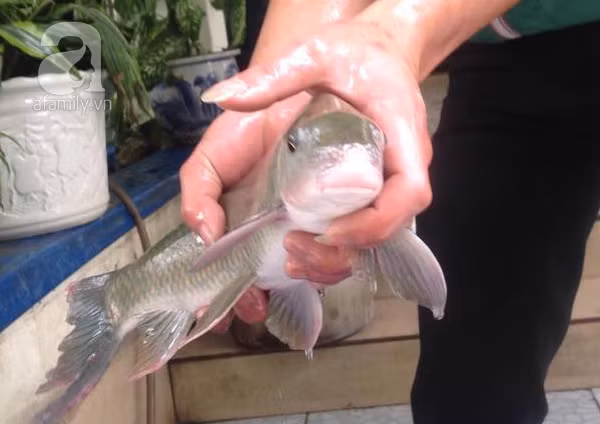 Việc khai thác quá mức cá anh vũ đã khiến loài cá này có nguy cơ tuyệt chủng cao, cần được bảo tồn ở mức V trong sách đỏ.