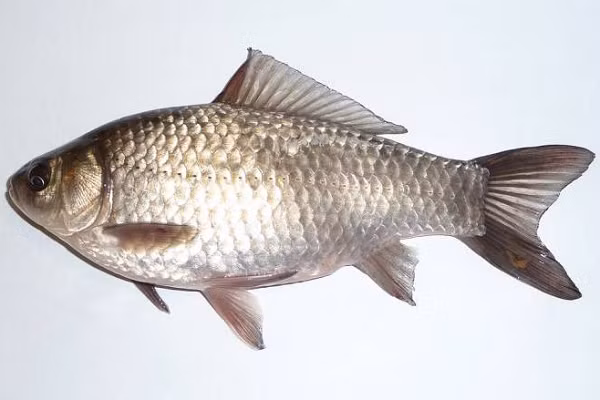 Cá diếc được coi là một trong những loài cá xâm hại thành công nhất tại châu Âu. Chính khả năng sinh sản vô tính đã mang lại cho loài cá diếc lợi thế cạnh tranh lớn so với các loài cá khác.