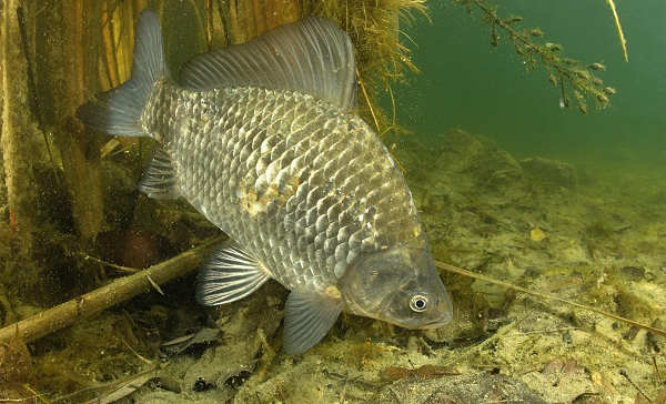 Thậm chí những loài như cá diếc có thể tiến hóa theo cách này. Cá diếc có 6 chuỗi nhiễm sắc thể, 4 trong số đó đến từ lai với loài cá khác họ, hai chuỗi còn lại được thêm vào khi lai với loài cá họ hàng gần.