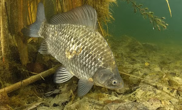 Thậm chí những loài như cá diếc có thể tiến hóa theo cách này. Cá diếc có 6 chuỗi nhiễm sắc thể, 4 trong số đó đến từ lai với loài cá khác họ, hai chuỗi còn lại được thêm vào khi lai với loài cá họ hàng gần.