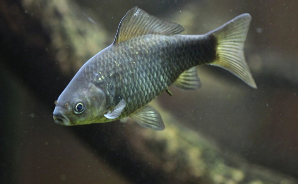 Cụ thể, cá diếc cái sử dụng tinh trùng của cá diếc đực hoặc các loài cá khác. Để có thể làm được việc này, những con cái sẽ dùng "chiêu trò" trà trộn vào trong một đàn cá diếc bạc, sau đó chúng đẻ trứng để những con đực thụ tinh.