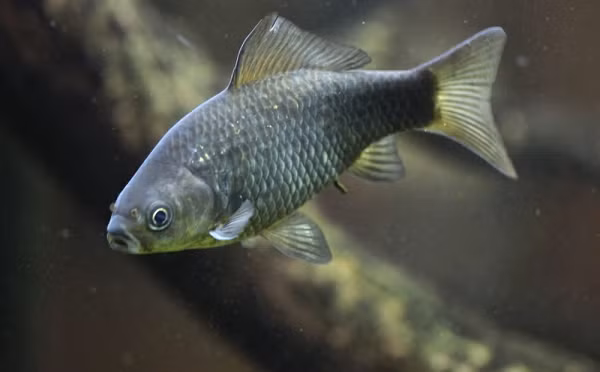 Cụ thể, cá diếc cái sử dụng tinh trùng của cá diếc đực hoặc các loài cá khác. Để có thể làm được việc này, những con cái sẽ dùng "chiêu trò" trà trộn vào trong một đàn cá diếc bạc, sau đó chúng đẻ trứng để những con đực thụ tinh.