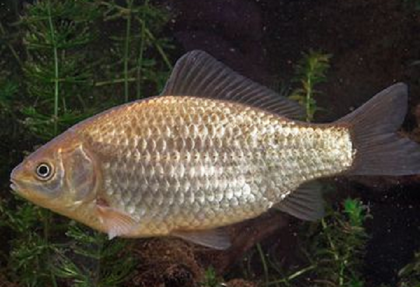 Theo đó, tất cả con cá non được sinh theo phương pháp này đều là bản sao giống cái của cá diếc cái. Vì vậy, hầu hết quần thể cá diếc là con cái và con đực thì rất hiếm gặp.