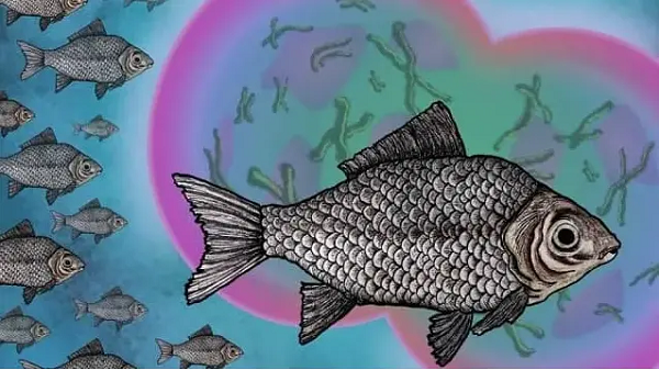 Tinh trùng bị đánh cắp này sẽ kích thích tế bào trứng của cá diếc phân chia. Đáng chú ý là vật chất di truyền của con đực sau đó sẽ bị phân hủy trong tế bào trứng mà không được sử dụng. Đây được gọi là trinh sản phụ thuộc vào tinh trùng.