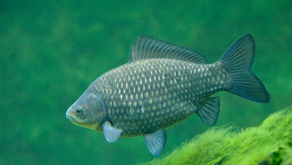 Toàn bộ thông tin di truyền của một tổ chức sinh vật là hệ gene được chia thành nhiều chuỗi nhiễm sắc thể khác nhau. Động vật sinh sản hữu tính có số chuỗi nhiễm sắc thể lưỡng bội.