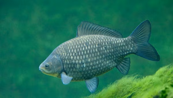 Toàn bộ thông tin di truyền của một tổ chức sinh vật là hệ gene được chia thành nhiều chuỗi nhiễm sắc thể khác nhau. Động vật sinh sản hữu tính có số chuỗi nhiễm sắc thể lưỡng bội.