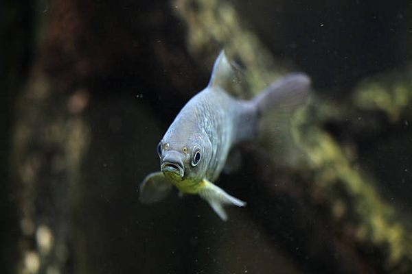 Đây là lần đầu tiên toàn bộ thông tin di truyền của động vật mang 6 chuỗi nhiễm sắc thể được mô tả. Hệ gene của cá diếc bao gồm tổng cộng 150 nhiễm sắc thể, nhiều gấp 3 lần hệ gene người.