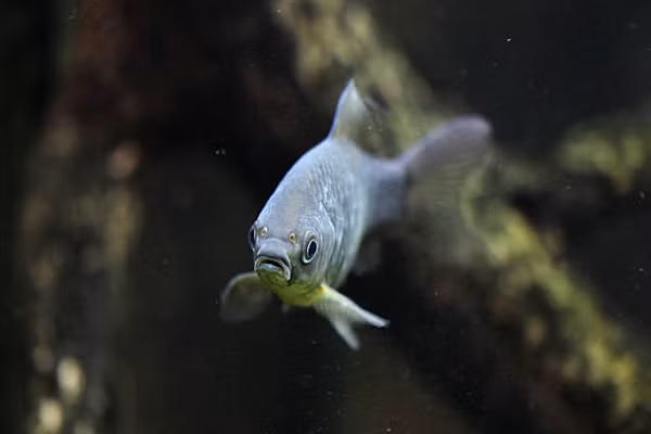 Đây là lần đầu tiên toàn bộ thông tin di truyền của động vật mang 6 chuỗi nhiễm sắc thể được mô tả. Hệ gene của cá diếc bao gồm tổng cộng 150 nhiễm sắc thể, nhiều gấp 3 lần hệ gene người.