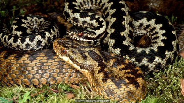 Thông thường, rắn đực thích chọn con rắn cái lớn hơn để giao phối nhằm tìm kiếm những con non khỏe mạnh ở đời sau. Chính điểm này cùng với việc rắn cái rất khỏe khiến rắn đực mất đi ưu thế và đôi khi chúng bị con cái đoạt mạng.